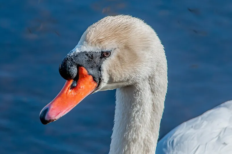 Smooth Is Not Beautiful: How AI Photo Processing Is Erasing the Soul of Your Images